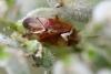 Lygus sp.